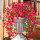 INSPRING daisy trailing vines for the front door add year-round curb appeal.