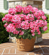 INSPRING fake geraniums six-bundle pink display for outdoor planters stays vibrant year-round.