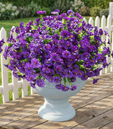 Ivydale 12-bundle morning glory with eucalyptus for outdoor decor.