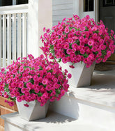 Ivydale morning glory with eucalyptus for outdoor planters boosts curb appeal year-round.