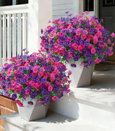 Ivydale 24 bundles petunias for outdoor planters enhance curb appeal.