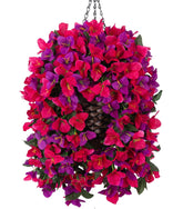 Ivydale Bougainvillea hanging flowers at the front door, vibrant year-round color.
