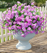 Ivydale morning glory 12 bundles purple outdoor flowers add vivid color to your garden.