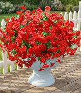 Ivydale morning glory 12 bundles brighten outdoor planters with vibrant color.