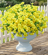 Ivydale morning glory with eucalyptus for durable outdoor color year-round.