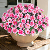 Ivydale outdoor camellia flowers pink bloom for vibrant curb appeal.