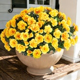 Ivydale yellow camellia outdoor plant adds UV-resistant color to patios