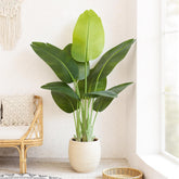 Keeplush Bird of Paradise 4ft plant for living room ambiance