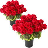 Lovemoon geraniums in a 19-inch red potted display for outdoor balcony charm.