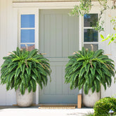 MARTINE MALL 48-inch fern with 128 leaves for lush outdoor greenery.