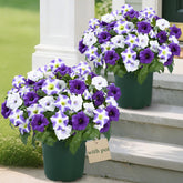 MARTINE MALL petunia in pot showcasing lifelike petals for porch curb appeal