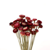 MIHUAGE dried chrysanthemum bouquet in burgundy for home decor