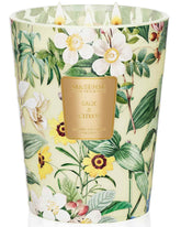 MSENSE Sage Citrus 3-wick candle with elegant jar for large rooms.