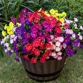 Nigirior 16-bundle boxwood morning glory for outdoor planters, UV resistant for long-lasting color