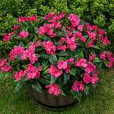 Nigirior impatiens rose red outdoor bundle enhances porch planters with lasting color.