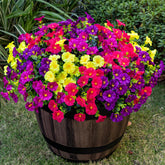 Nigirior outdoor morning glory 16-bundle arrangement for durable planter decor
