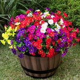 Nigirior outdoor morning glory 16-bundle set enhances planters with durable color outdoors.