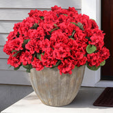 PABREY outdoor red geranium bundles brighten porches year-round.