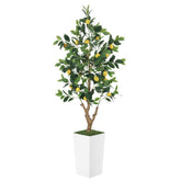 PHYTREE 5ft lemon tree in a white planter enhances indoor decor.