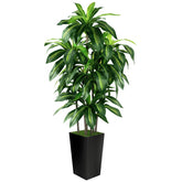 PUUKU artificial dracaena tree 5ft tall with black planter for stylish interiors
