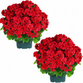 QIANYUN artificial geranium bush adds front porch color and charm.