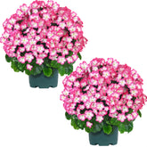 QIANYUN artificial geranium bush on the front porch with UV-resistant color for lasting curb appeal.
