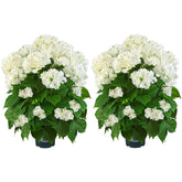 QIANYUN artificial hydrangea tree 29in with dense greenery for living spaces