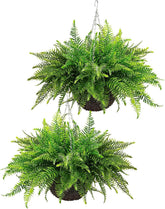 QIANYUN outdoor hanging fern with dense fronds for lush porch or balcony decor.