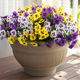 Rowfad pansy flowers outdoor 18-bouquets brighten patios with low maintenance charm.