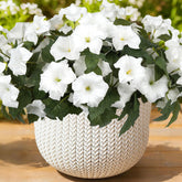 SIECCY outdoor petunias in a white six-bundle display for curb appeal.