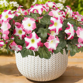 SIECCY outdoor 12-bundle pink and white faux petunias for front door display