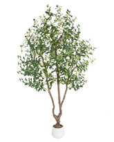 Sillaff olive tree 6ft full setup for bright living spaces