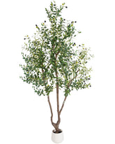 Sillaff Olive Tree 7ft in pot enhances living rooms with natural elegance