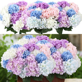 Suncalla multicolor hydrangea six-bundle 20-inch arrangement adds year-round color for indoor or outdoor spaces.