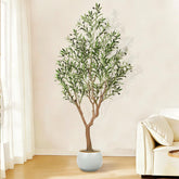 Suntee olive tree 6ft thick trunk enhances indoor decor.