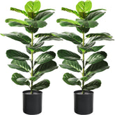 Suntee two-pack 30-inch fiddle leaf fig tree front view for living room decor
