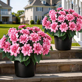 VIERENA dahlia topiary ball pink 16in for elegant front porch display and lasting color