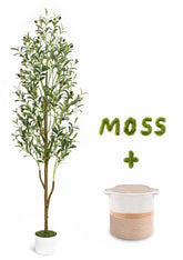 Waipfaru artificial olive tree, 6ft tall with white pot, ready to brighten any space.