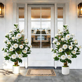Waipfaru camellia trees 38inch pair on front porch with lush, maintenance-free greenery.