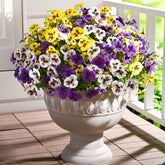 Waipfaru pansy bundle close-upβlifelike texture for outdoor planters