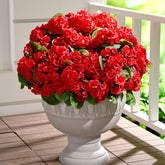 Waipfaru red geraniums outdoor 12-pack for quick, vibrant planter decor.