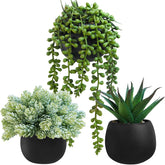 Winlyn aloe succulents in black pots bring fresh desk greenery