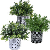 Winlyn eucalyptus close-up in geometric concrete pot adds modern desk greenery.