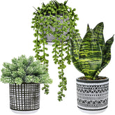 Winlyn small potted succulents hanging setup in black pots, ideal for windowsills and desks.