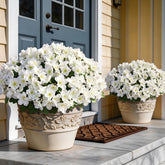 YXZZWL azalea front-door 16-bundle display enhances curb appeal