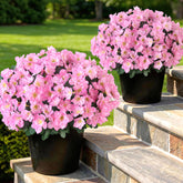 YXZZWL azalea topiary set in pink, full outdoor display for front doors.