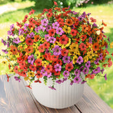 ZFProcess daisy bundle outdoor pack for vibrant porch color
