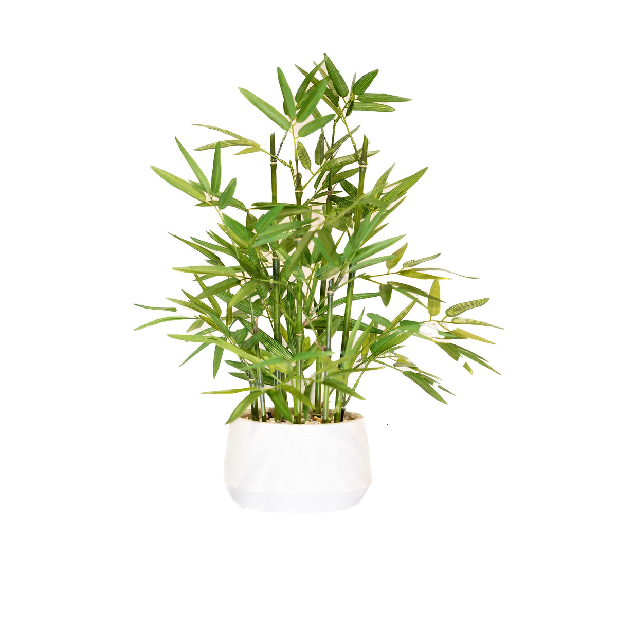 365 Blooming Decor bamboo 18-inch white pot full plant for elegant interior decor