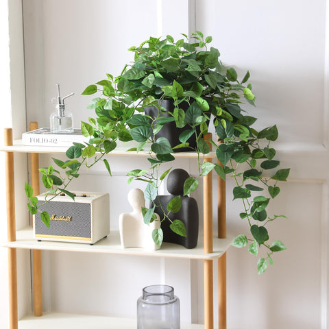 365 Blooming Decor Pothos Ivy complements minimalist and bohemian spaces.