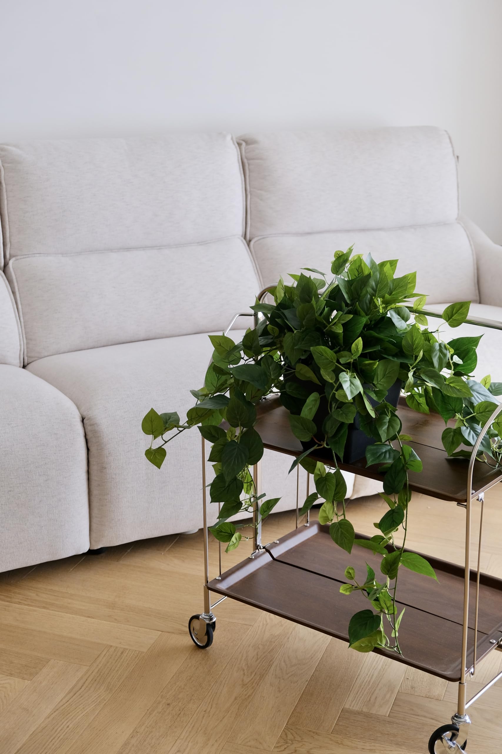 365 Blooming Decor Pothos Ivy stays vibrant without watering.